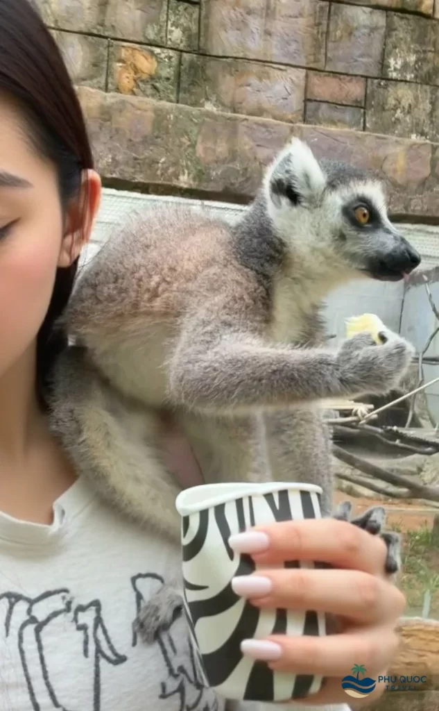 vinpearl safari animal feeding