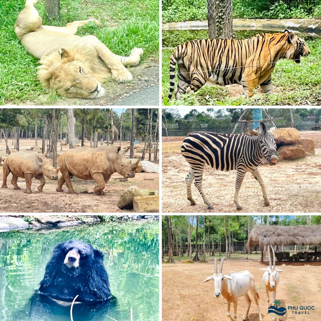 vinpearl safari bus animals