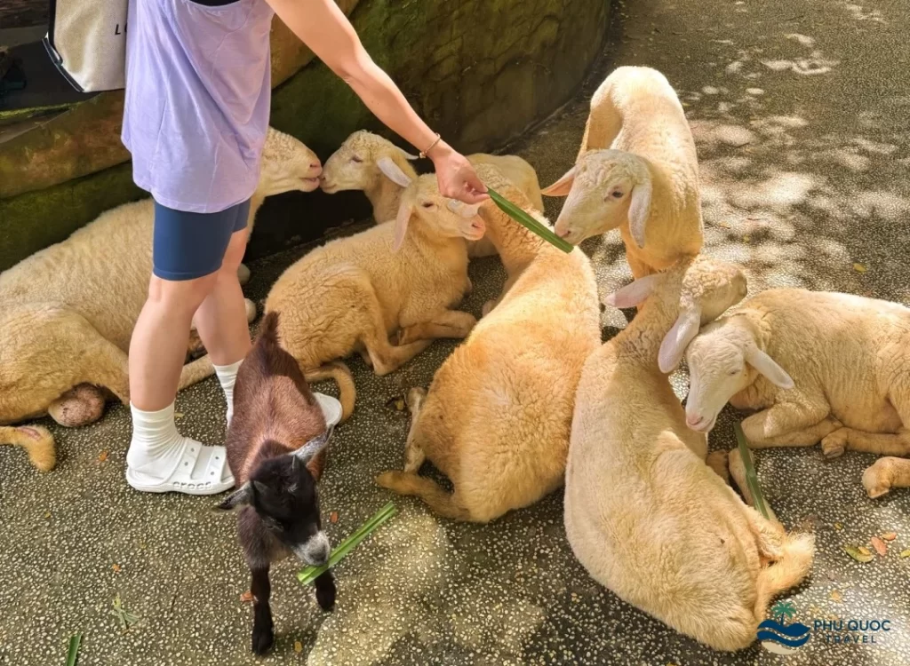 vinpearl safari kidzoo