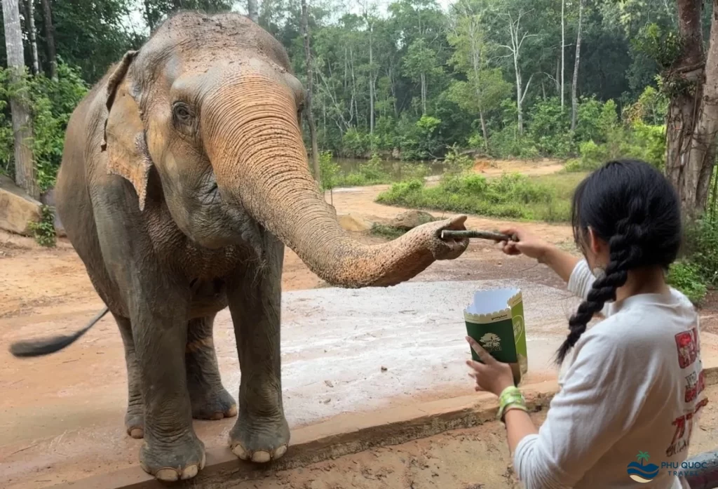 vinpearl safari phu quoc feeding elephant
