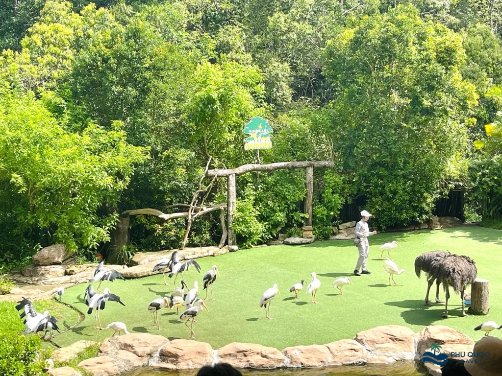 vinpearl safari phu quoc bird show