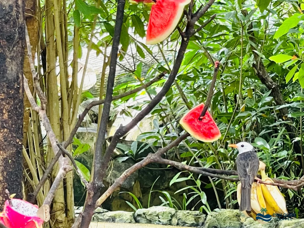 vinpearl safari phu quoc bird area