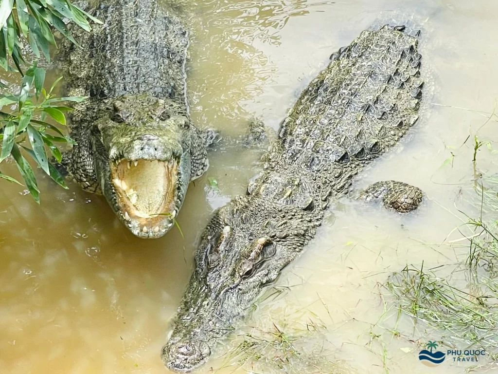 vinpearl safari phu quoc crcodile