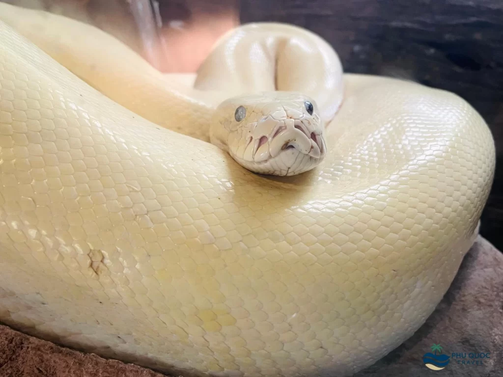 vinpearl safari phu quoc