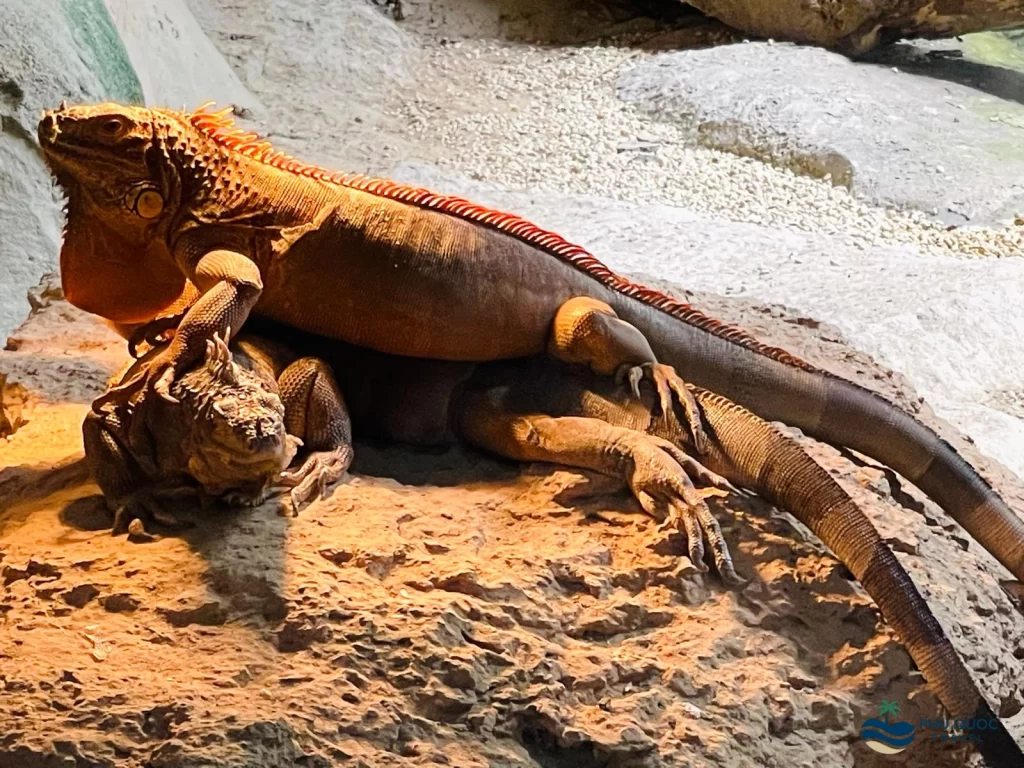 vinpearl safari phu quoc