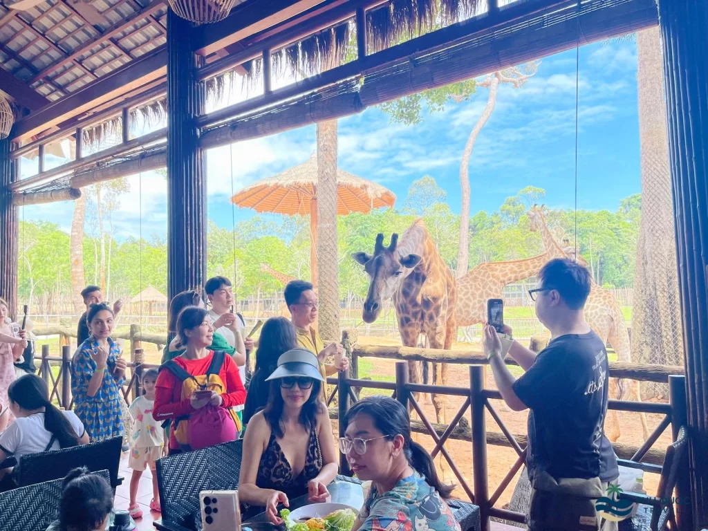 vinpearl safari phu quoc giraffe feeding