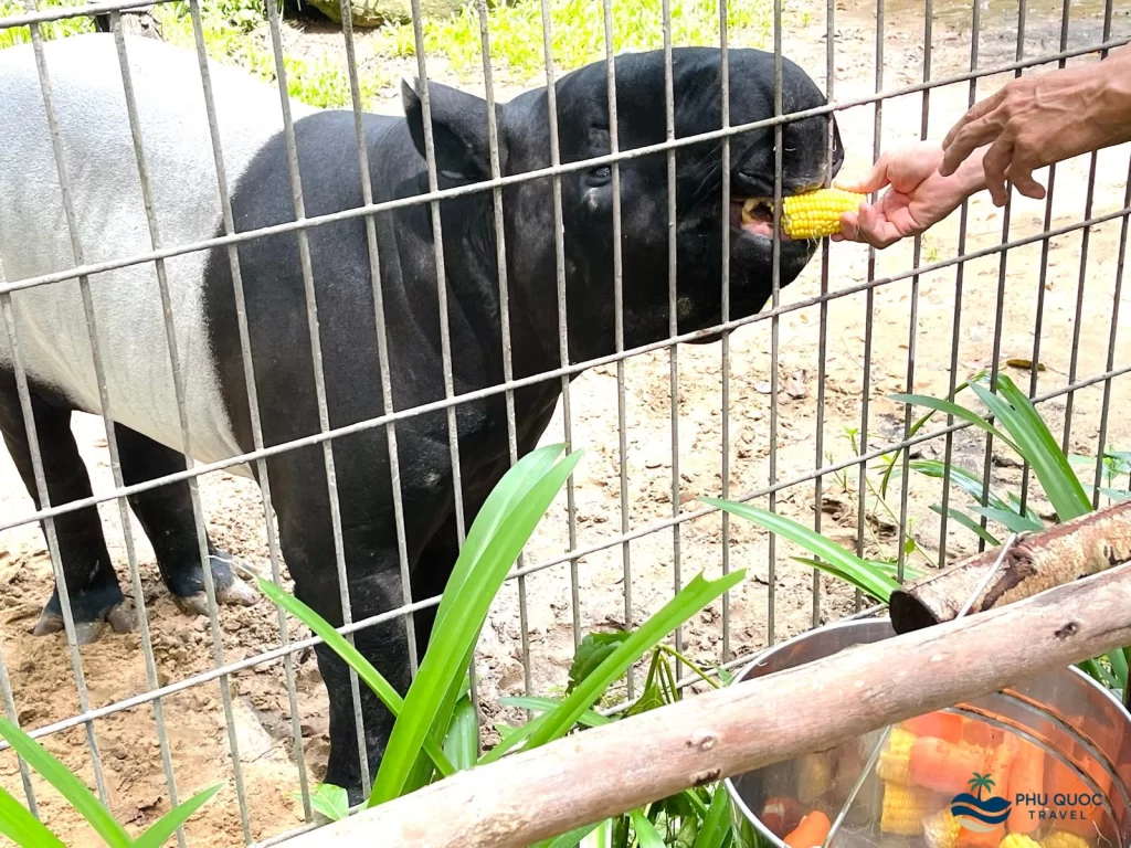 vinpearl safari phu quoc animal feeding