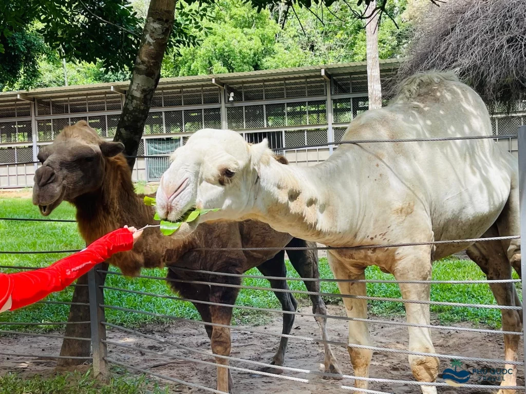 vinpearl safari phu quoc animal feeding