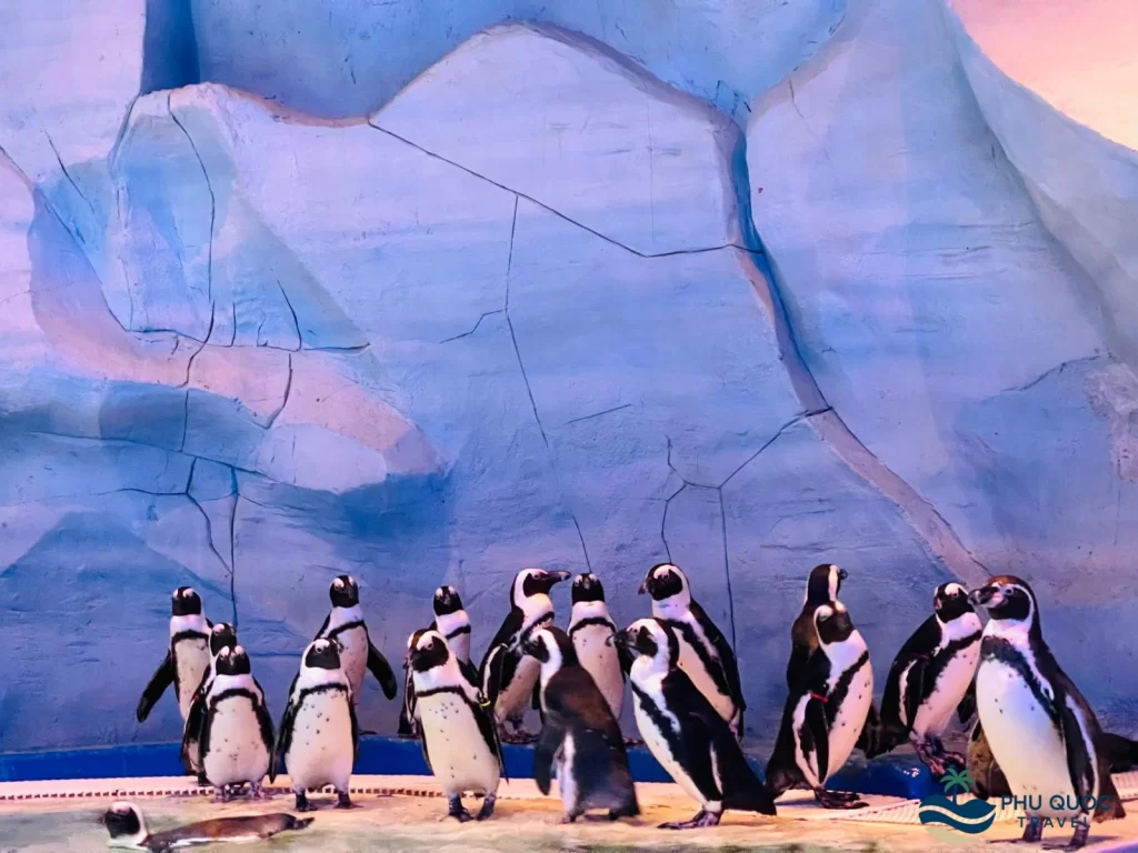 vinwonder phu quoc the seashell aquarium