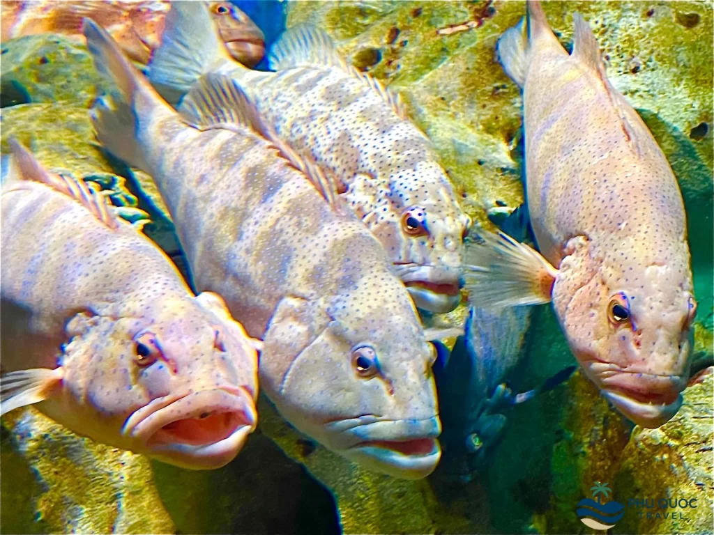 vinwonder phu quoc the seashell aquarium