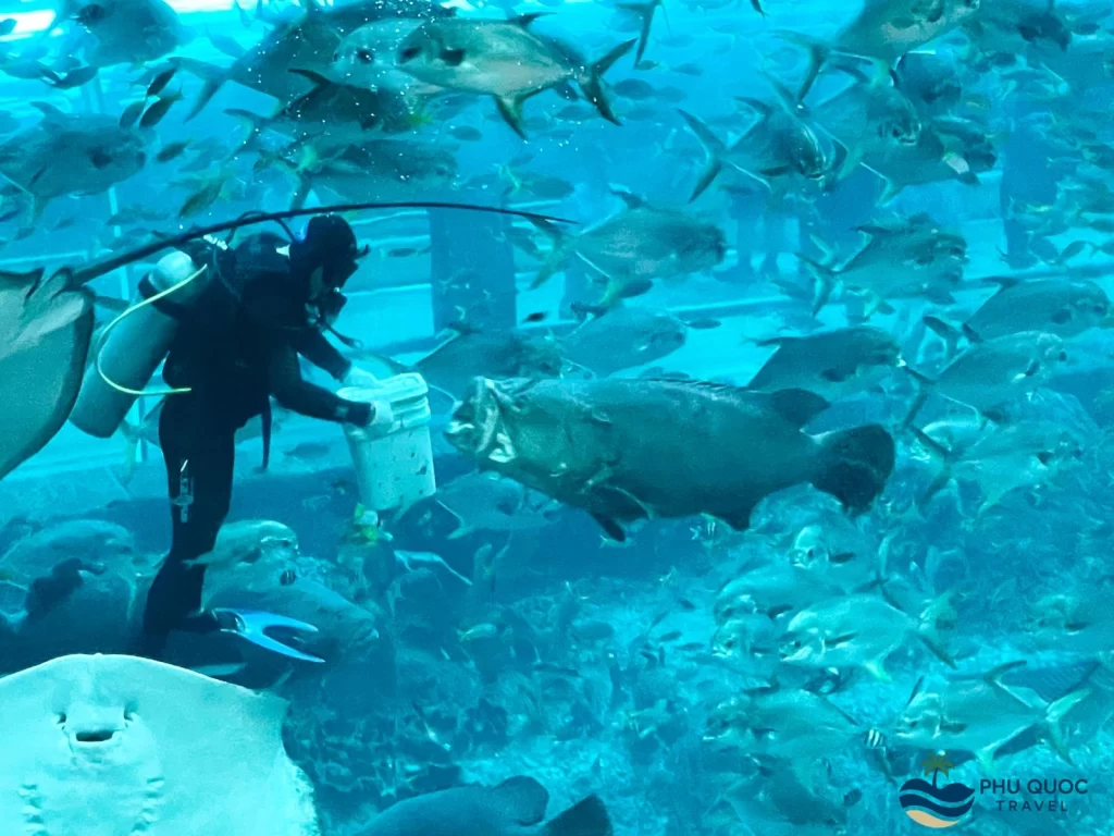 vinwonder phu quoc fish feeding show