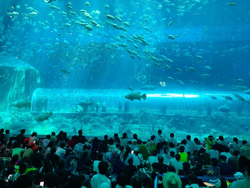 vinwonder phu quoc mermaid show